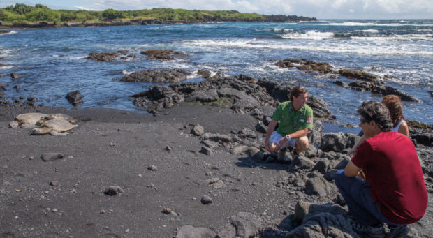 punalu'u and turtles