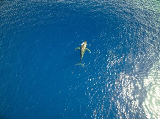 humpback whale in water seen from above