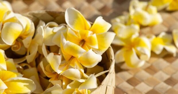 Woven basket filled with yellow and white plumeria blossoms on a lauhala mat