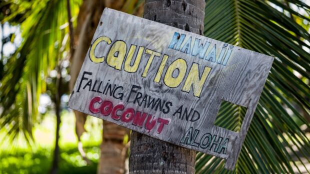 Weathered hand-painted wooden sign nailed to a palm tree, reading 'Hawaii caution: falling fronds and coconuts'