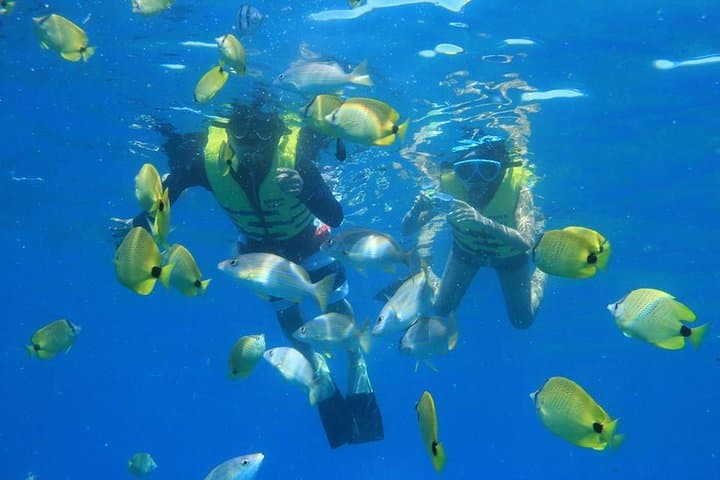fish and 2 snorkelers