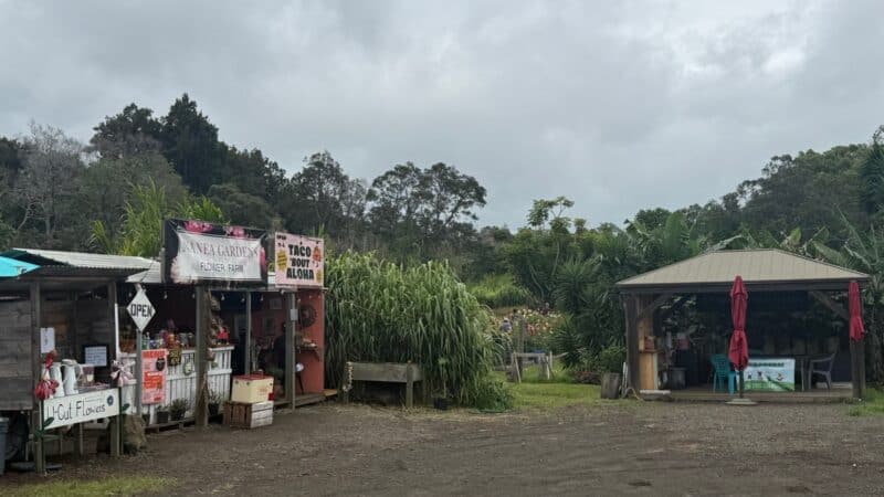 Roadside flower farm stand with a Taco 'Bout Aloha banner at the Highway 11 junction with South Point Road