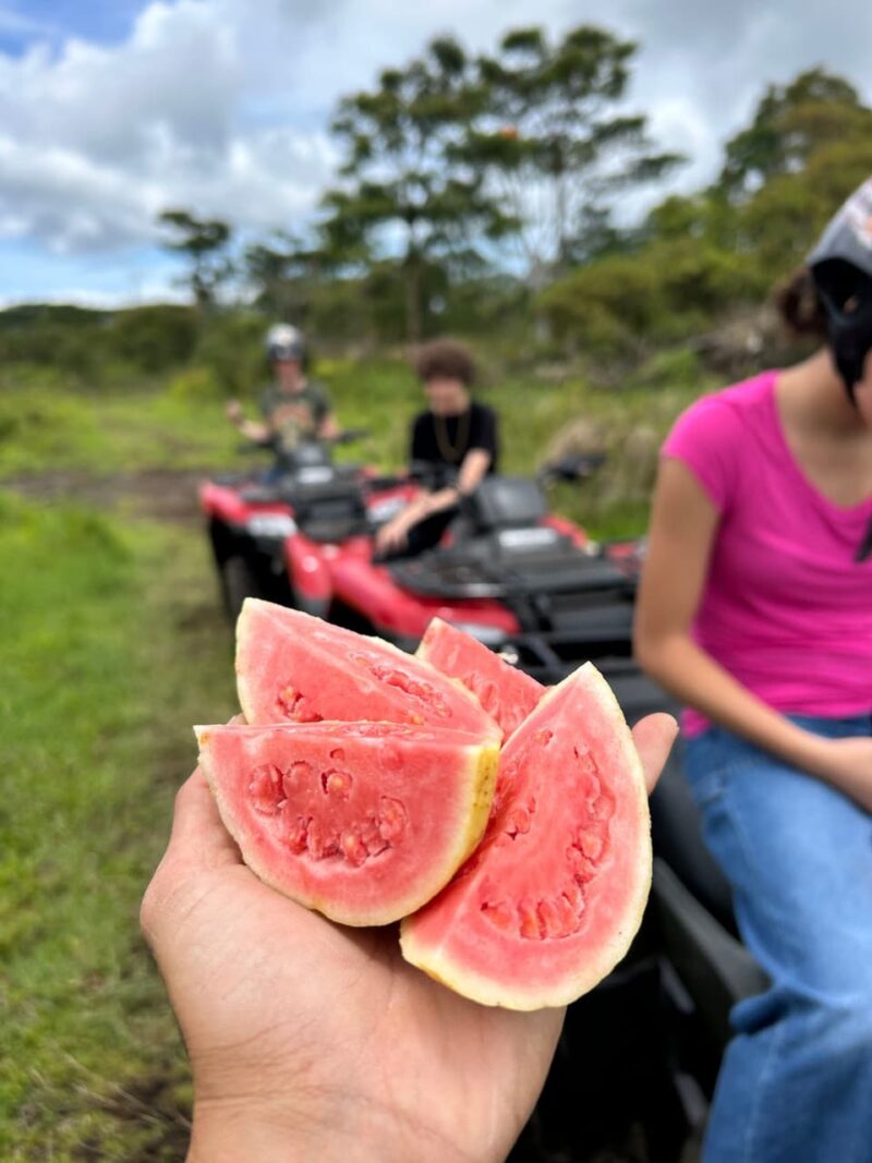 Fresh guava fruit picked along the trail during the Ohana Ranch ATV farm tour in Mountain View, Big Island