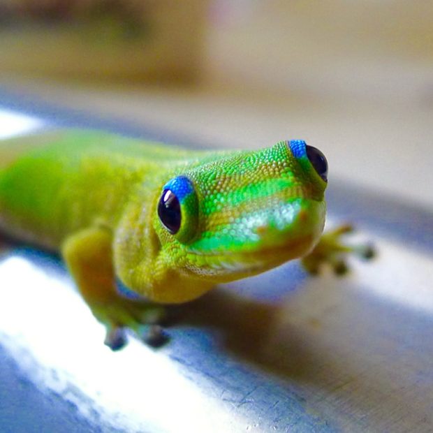 Gold-Dust Day Gecko