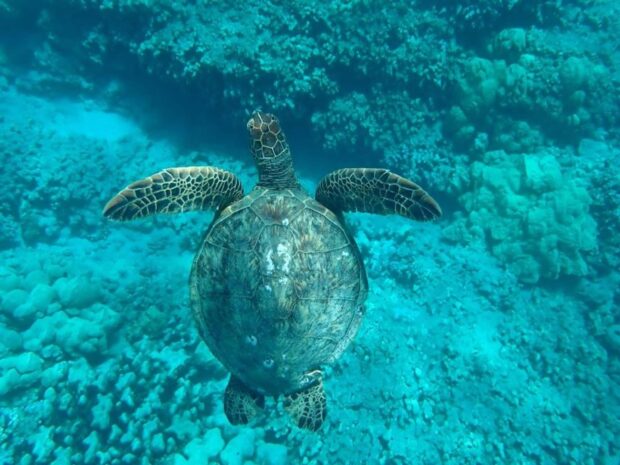 Green sea turtle swimming over coral reef in clear Hawaiian water, seen from above by a snorkeler