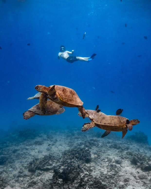 3 turtles and a man underwater