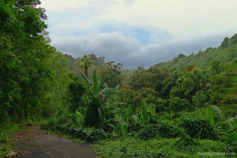 hilo, big island, hawaii, hakalau, tropical, reainforest