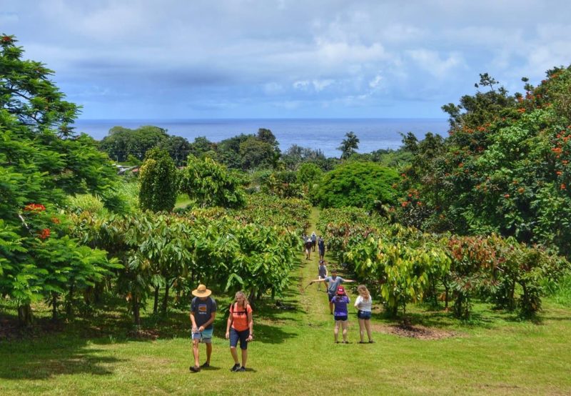 group of people during a chocolate farm tour at Hamakua Chocolate farm.