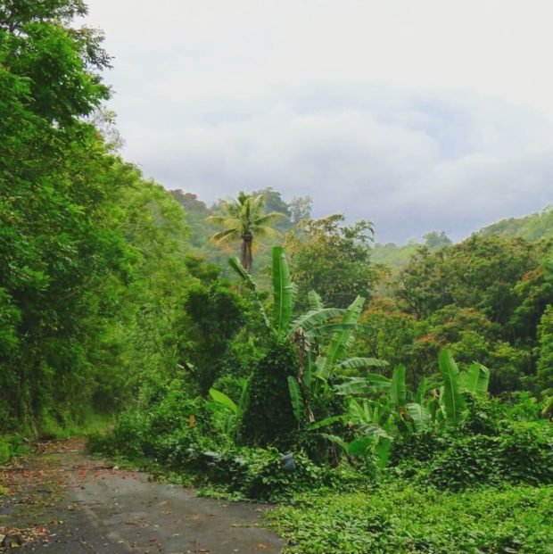 The lush and Tropical Hamakua Coast