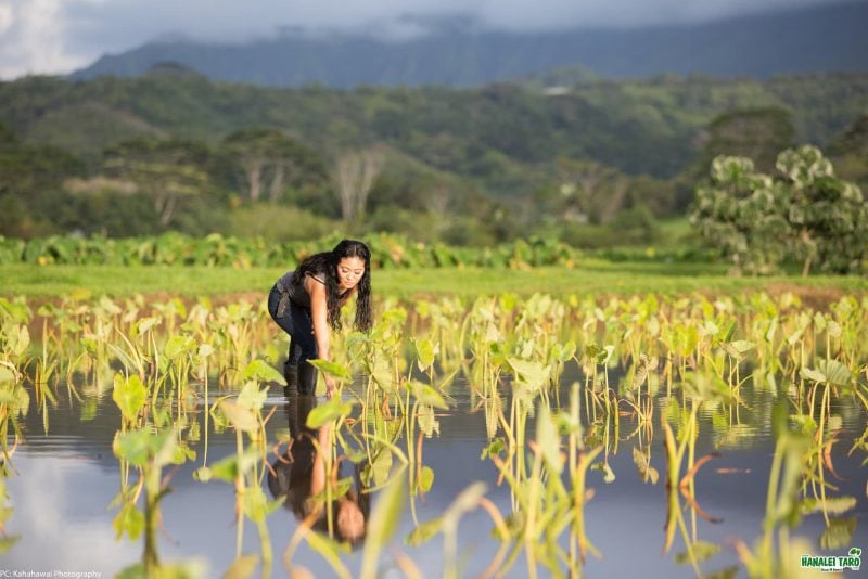 woman farming taro in field