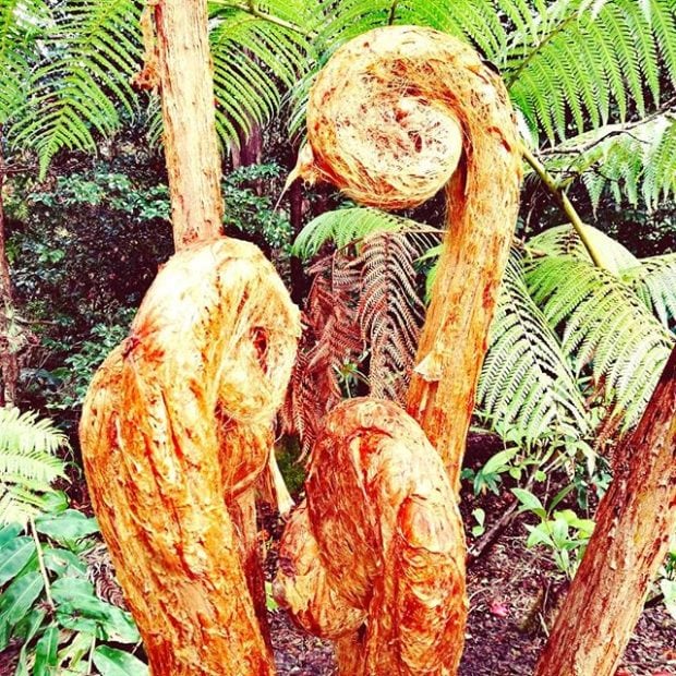 Hāpuʻu (tree fern)