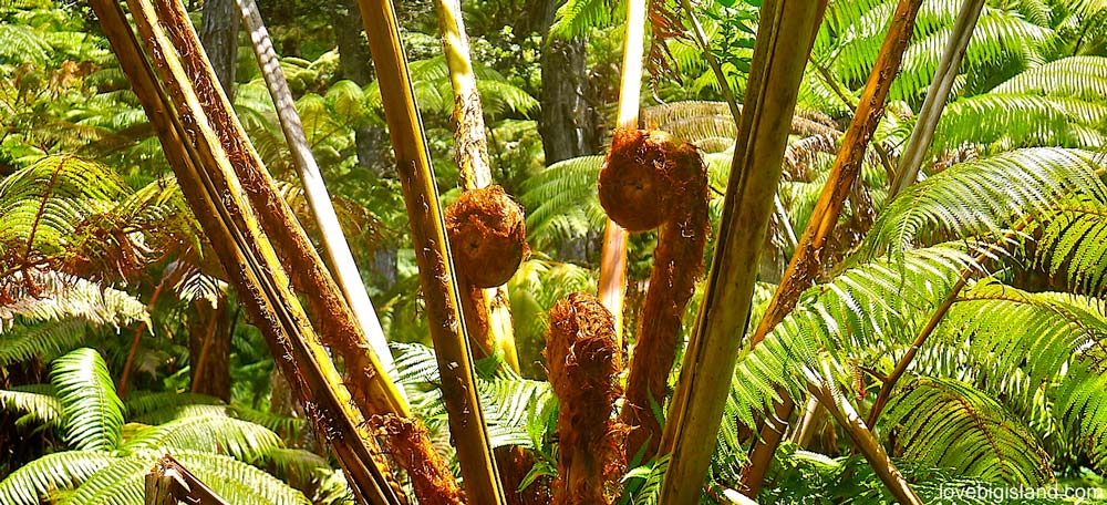 Hāpuʻu or Hawaiian tree fern [trivia]