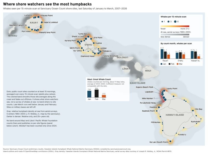 Map of the Hawaiian Islands: shore-count dots are biggest on the Kohala coast; gray whale density at sea is darkest between Maui, Molokaʻi and Lānaʻi.