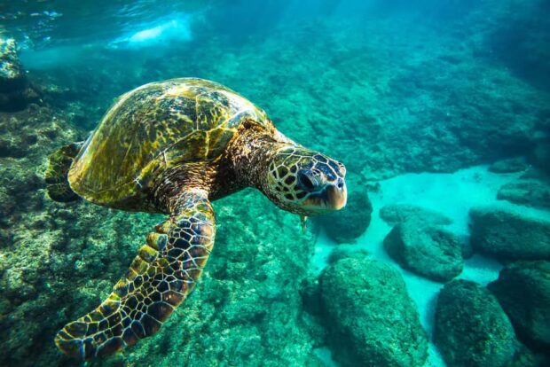 Turtles are common visitors at our snorkeling spots. Image: Holoholo Charters.