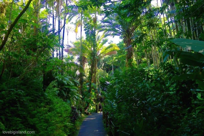 hawaii tropical botanical gardens, botanical gardens, hilo, hawaii, big island