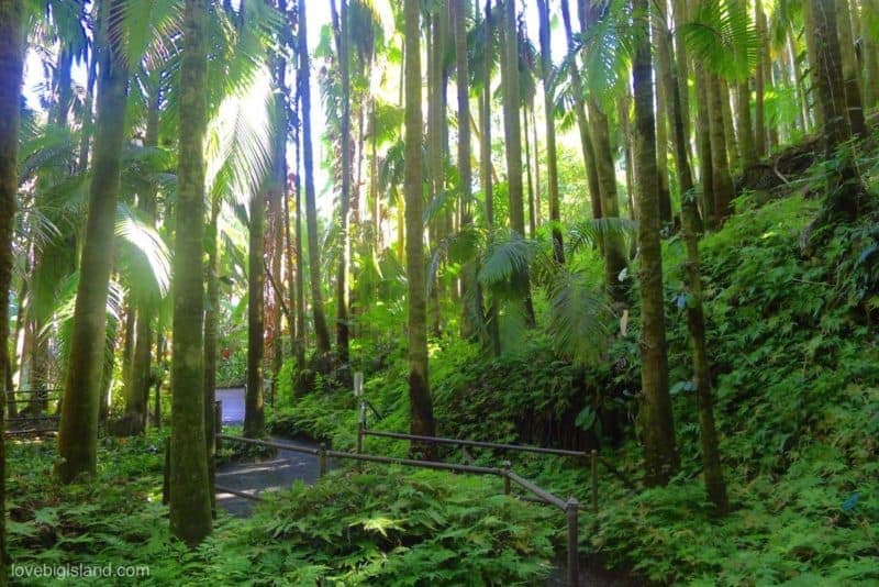 HTBG, Hilo, Hawaii, hamakua coast, onomea scenic drive, hawaii tropical botanical gardens, botanical garden, big island