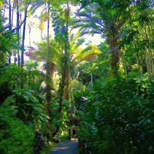 botanical garden, big island, HTBG, Hilo, Hawaii, hamakua coast, onomea scenic drive, hawaii tropical botanical gardens