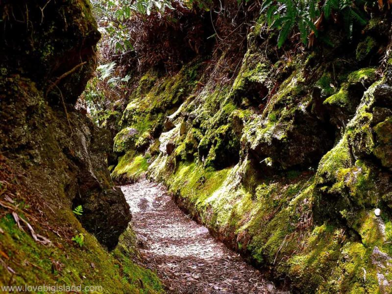 Sentier Halema'uma'u dans le parc national des volcans d'Hawaii'uma'u trail in the Hawaii Volcanoes National Park