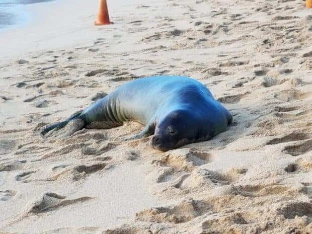 Hawaiian monk seal asleep on the sand at Hanauma Bay with an orange cone marking the buffer zone around it