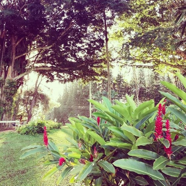 Hilo morning