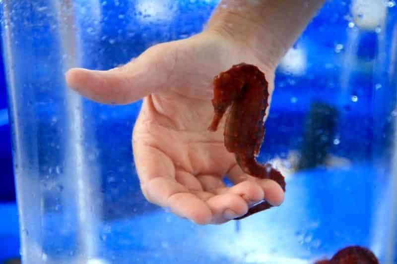 seahorse, hawaii, farm, seahorse farm tour