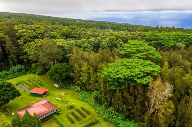 Aerial view of Honokaa Chocolate Co. cacao farm and orchard surrounded by tropical forest on the Big Island