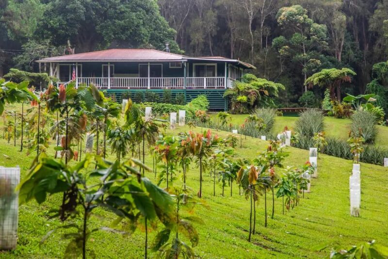 Young cacao trees in the orchard at Honokaa Chocolate Co. farm on the Big Island of Hawaii