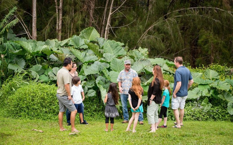 cacao orchard farm tour