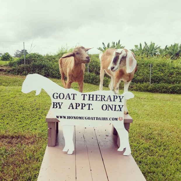 Goat therapy is currently by appointment only