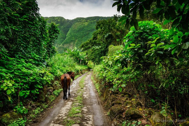 waipi'o valley, horse, horseback tour, big island, hawaii