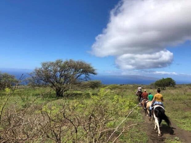 Line of riders on a dirt track through green pasture and a large tree, ocean on the horizon, Triple L Ranch horseback ride