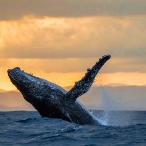 humpback whale breaches, whale watching, sunset