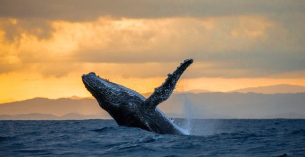 humpback whale breaches, whale watching, sunset
