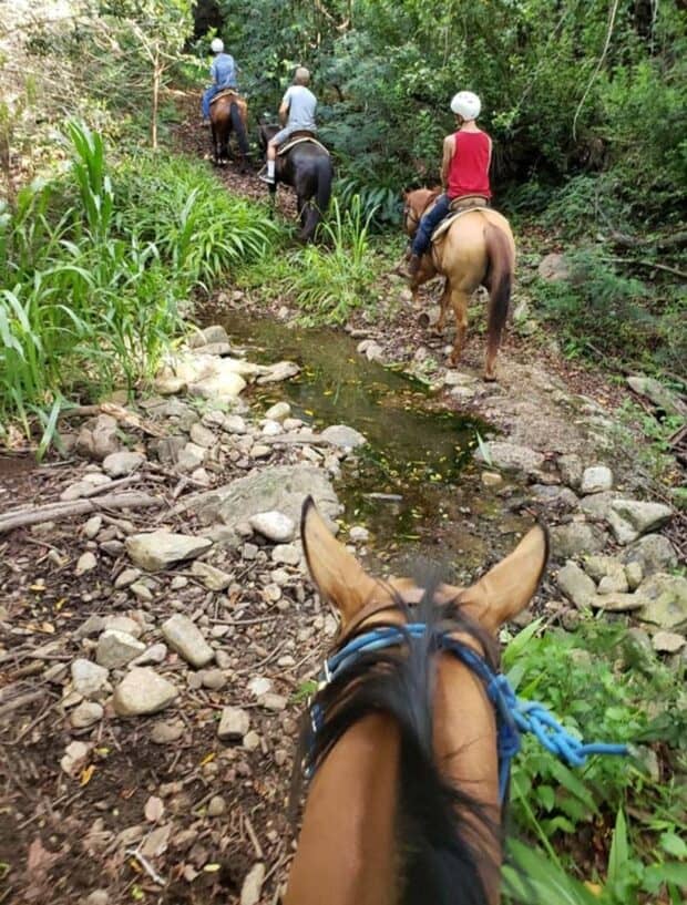 Riders in helmets crossing a rocky creek in the forest on an Ironwood Ranch horseback ride, seen between a horse's ears