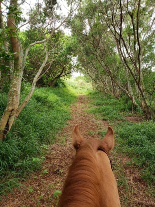 Dirt trail through a tree-lined forest seen between a horse's ears on an Ironwood Ranch ride