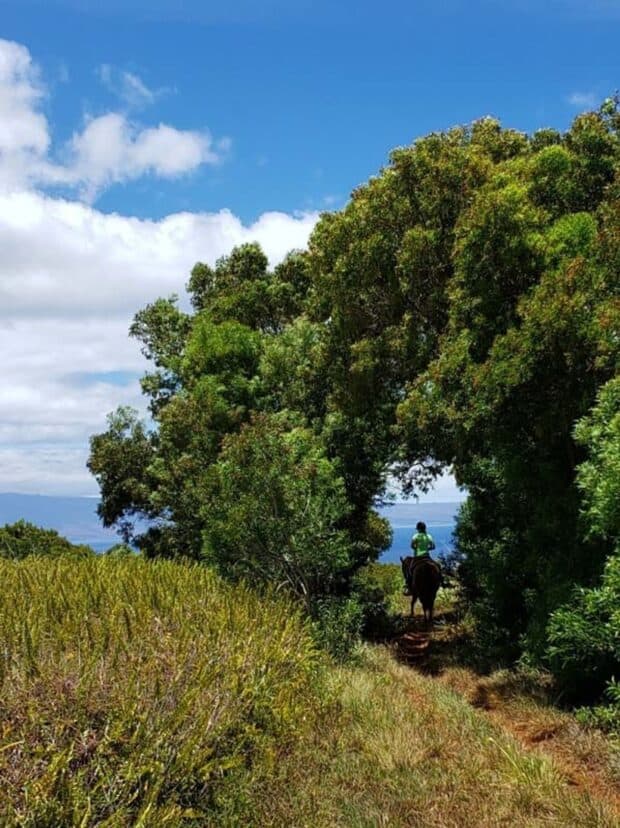 Rider heading into a tree tunnel on an Ironwood Ranch trail, with the ocean visible through the gap