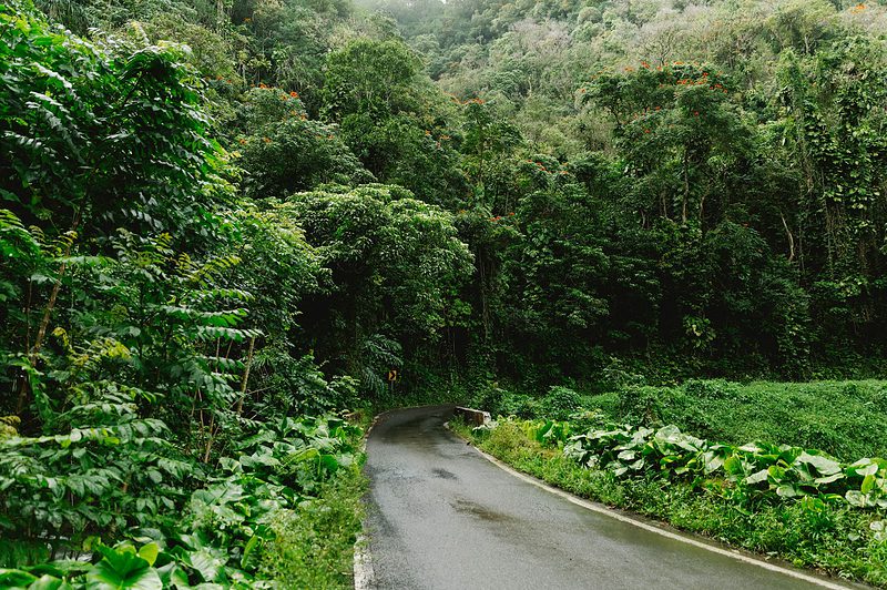 tropical forest takes over a corner of the Han Highway on Maui