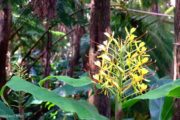 kahili ginger, flower, hawaii