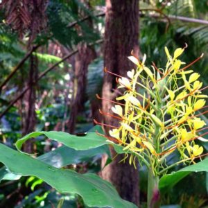 kahili ginger, flower, hawaii