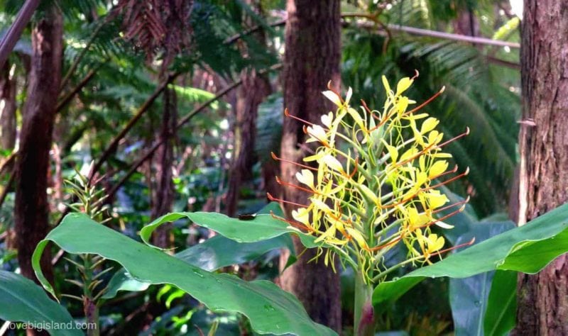 kahili ginger, flower, hawaii
