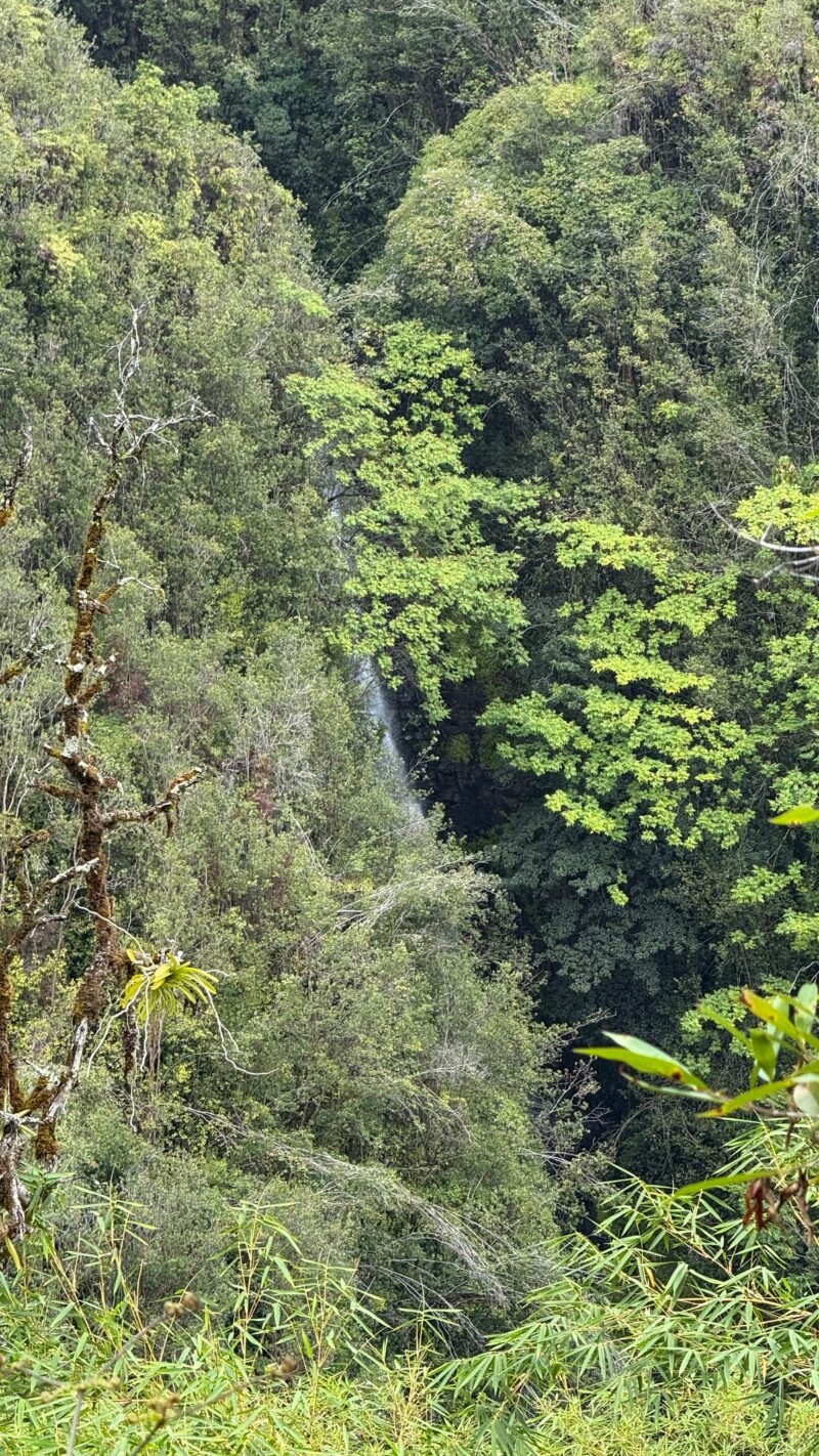 Kahuna Falls partly screened by trees, seen from the overlook in ʻAkaka Falls State Park