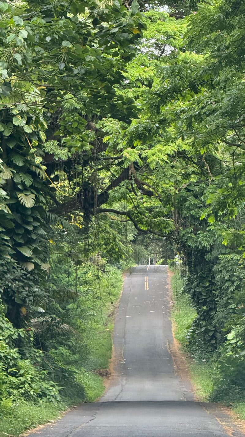 Dense forest canopy forming a tree tunnel over the Kalapana-Kapoho road in lower Puna, on the driving route through the 2018 LERZ eruption area