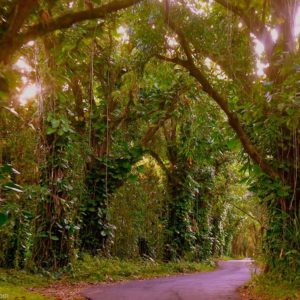 The Kapoho Kalapana road