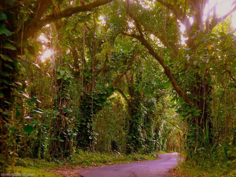 The Kapoho Kalapana road