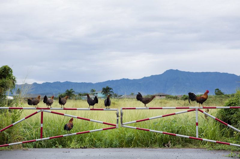 chickens sitting on fence in Kauai