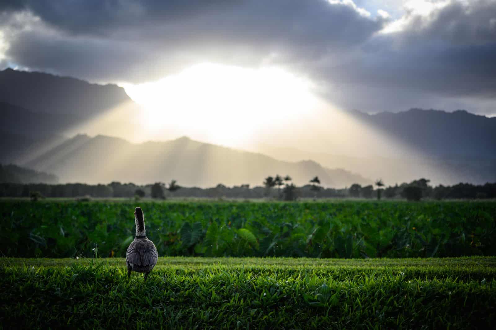 Kauaʻi Rainy Day Activities: What to Do When It Rains