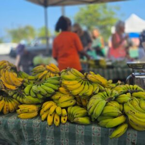 Bunches of green and yellow apple bananas on a market table at the Keauhou Farmers Market
