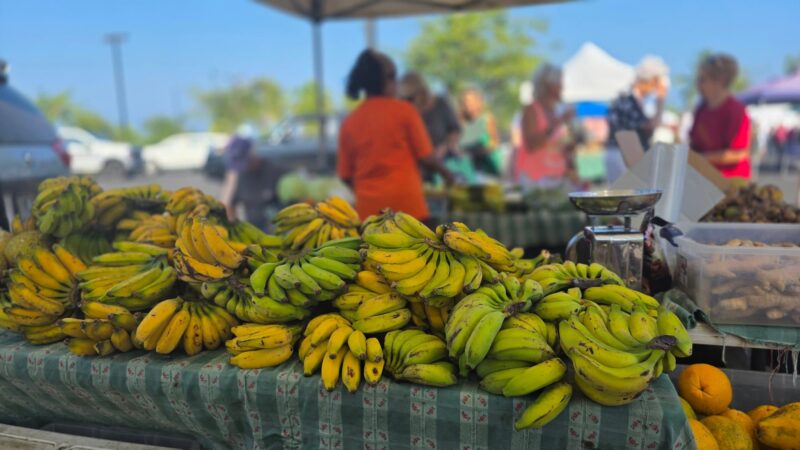 Bunches of green and yellow apple bananas on a market table at the Keauhou Farmers Market