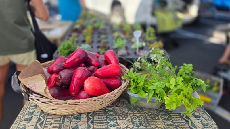 Basket of mountain apple beside fresh basil, cilantro, and mint at the Keauhou Farmers Market