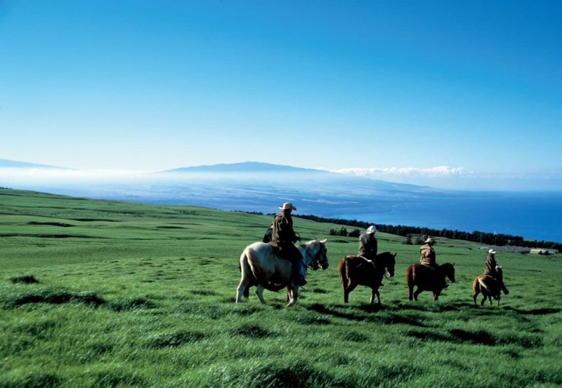 Cowboys, kohala volcano, pasture